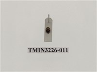 藏品(龜紋瓢蟲)的圖片